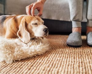 Koira nukkuu mukavasti lämpöpumpun alla – Koneet Kotiin